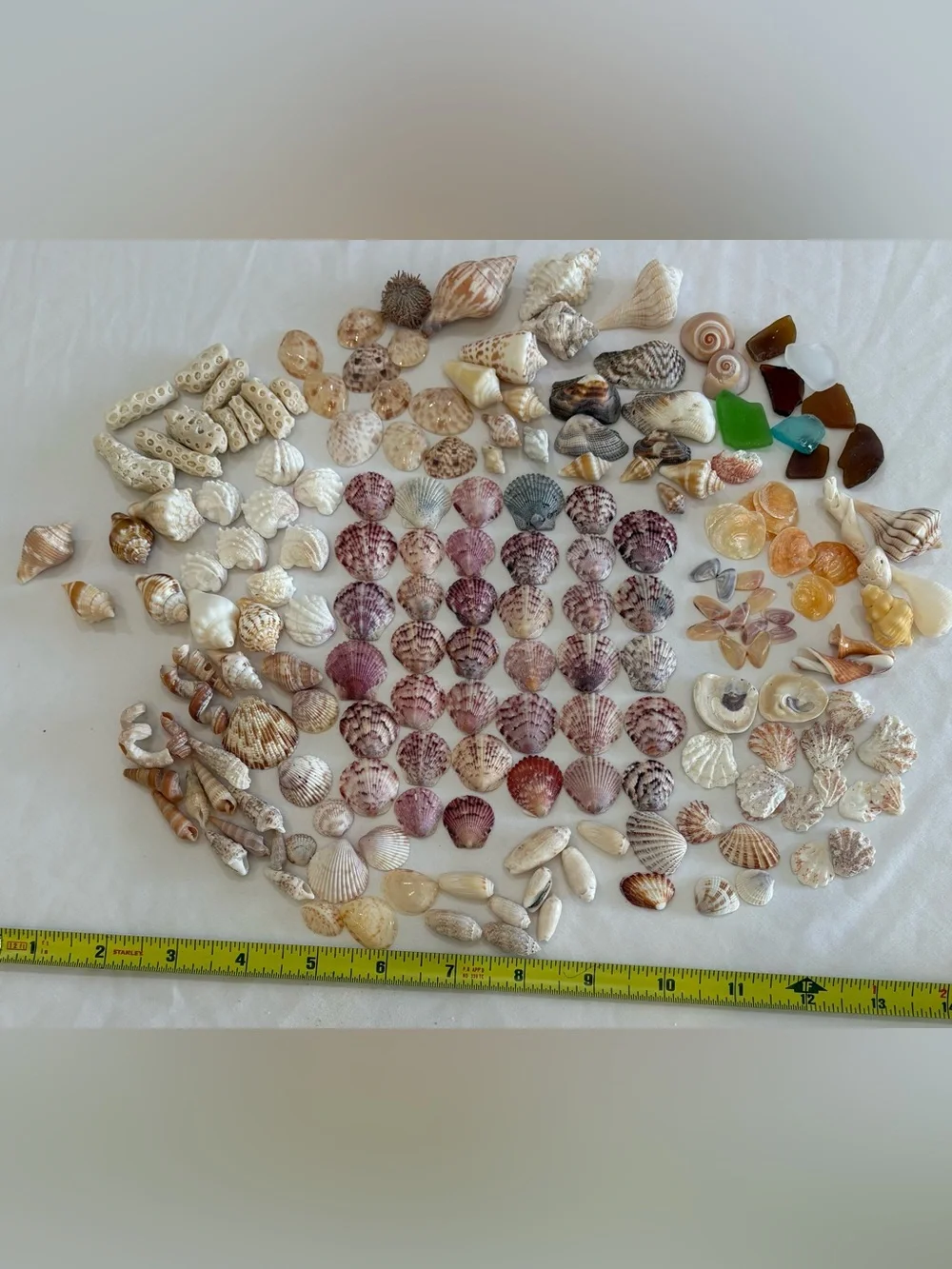 175 MIX SEASHELLS SHELLS SMALLER SIZE SANIBEL, FLORIDA CRAFT / COLLECTOR LOT 175